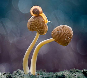 攻击网站在线工具